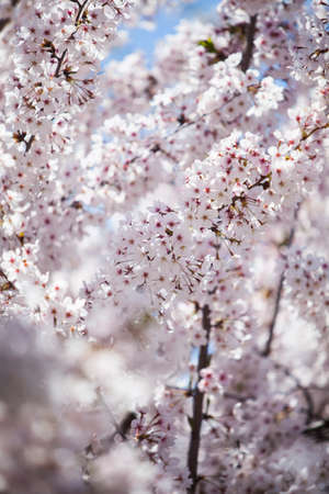 Color image of some spring flowers blooming in a tree.