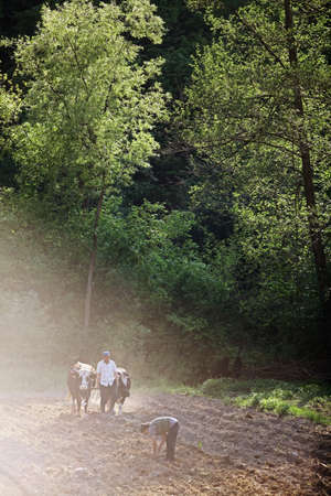 Salatruc, Romania - May 12, 2015: A man ploughs the field with oxen, in Salatruc, Romania.のeditorial素材
