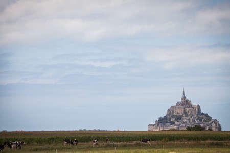 Color image of some Holstein cows in front of Mont Saint Michel in Normandy, France.のeditorial素材