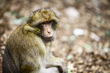 Color image of a macaque monkey in Morocco.の写真素材