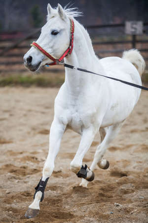 Color image of a white horse, running.