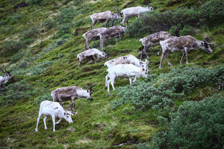 Color image of a herd of reindeer grazing on a hill.の写真素材