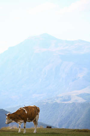 Color image of a cow on a field.の写真素材