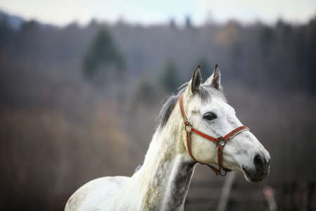 Color image of a lonely gray horse.の写真素材