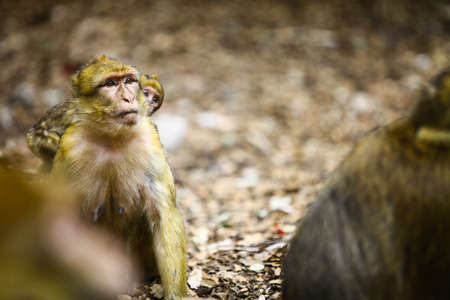 Color image of a macaque monkey in Morocco.