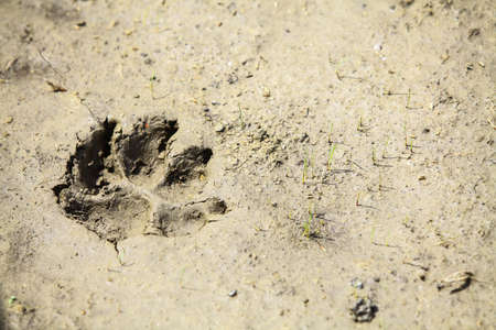 Color image of a dog paw imprint in mud.