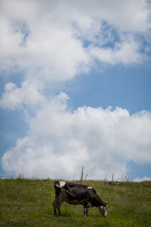 Holstein cow grazing on a field, with a cloudy sky.の写真素材