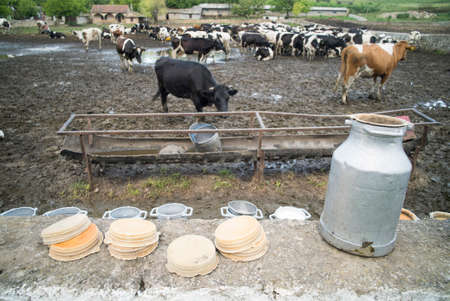 Color image of some Holstein cows in a stable.の写真素材