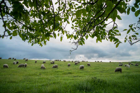Color image of some sheep on a hill, grazing.の写真素材