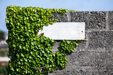A empty rugged white panel on a wall, with some green plants.の写真素材
