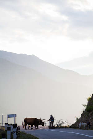 Mestia, Georgia - August 15, 2016: A man walks with a pair of oxen on a road near Metia, Georgia, at sunset.のeditorial素材