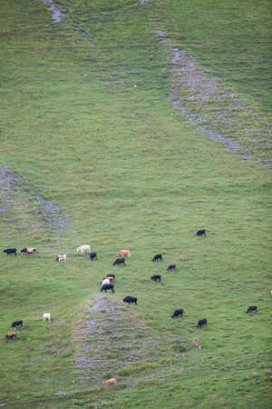 Color image of some cows grazing, in the distance.の写真素材