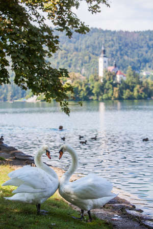 Color image of two swans moving their necks.の写真素材
