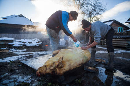 Sieu, Romania - November 19, 2016: Men wash a pig, after slaughtering it as a Romanian tradition before Christmas.のeditorial素材