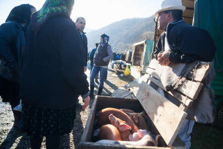 Breb, Romania - November 18, 2016: A man sells baby pigs in a market in Breb, Maramures, Romania.のeditorial素材