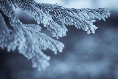 Close up image of some frozen pine branches.の写真素材