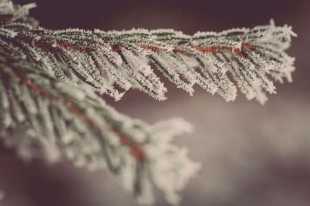 Close up image of some frozen pine branches.の写真素材