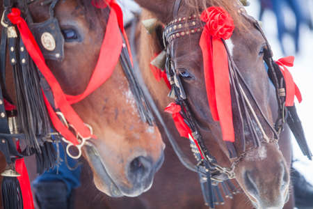 Color shot of two horses decorated with red ribbons.の写真素材