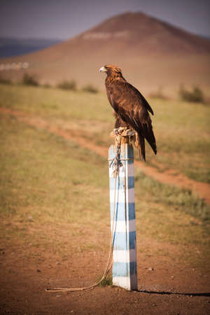 Vulture sitting on a pole in Mongolia.