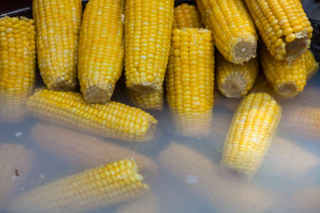 Color image of some boiled corn cobs, in water.の写真素材
