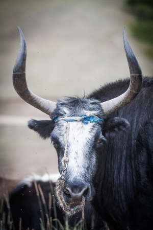 Color portrait of a male yak on in Mongolia.の写真素材