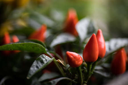 Color detail of some red chili peppers.の写真素材