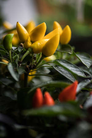 Color detail of some yellow chili peppers.