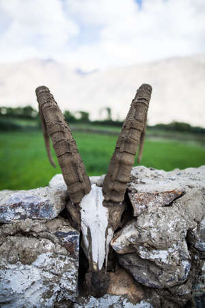 Color image of a wild goat skull with horns.