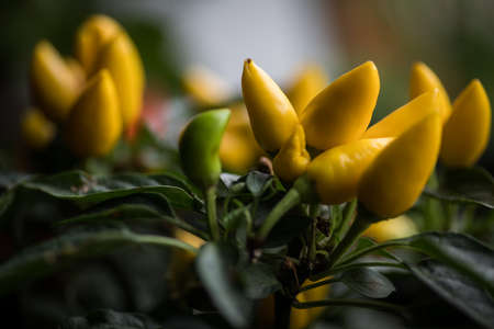 Color detail of some yellow chili peppers.の写真素材