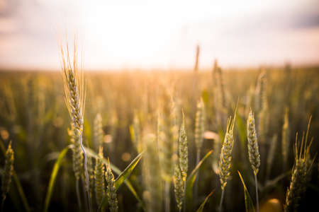 Green wheat on a field at sunset, with shallow depth of field.