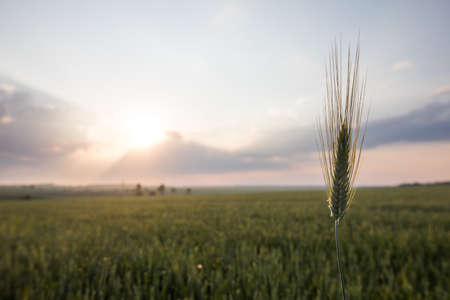 Green wheat on a field at sunset, with shallow depth of field.の写真素材