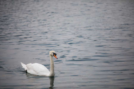 Color image of a swan swimming on a pond.の写真素材