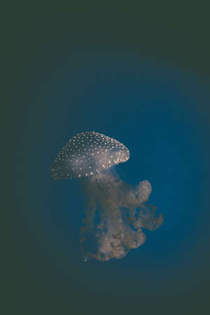 Color close up of a jelly fish swimming in an aquarium.