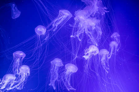 Color close up of some jelly fish swimming in an aquarium. 