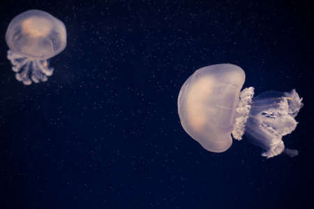 Color close up of a jelly fish swimming in an aquarium.の写真素材