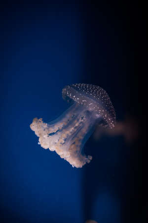 Color close up of a jelly fish swimming in an aquarium.の写真素材