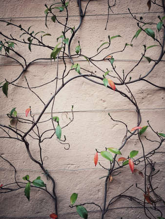 Close up shot of some plants climbing a wall.