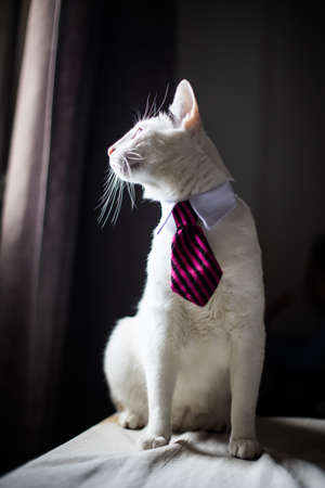 Portrait of a cat wearing a neck tie, with shallow depth of field.の写真素材