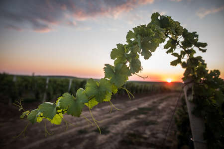 Image of a green vine at sunrise.の写真素材