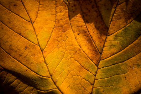 Close up shot of a leaf with autumn colors.