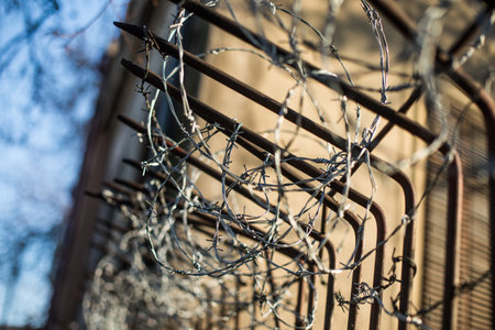 Barbed wire fence detail with shallow depth of field.