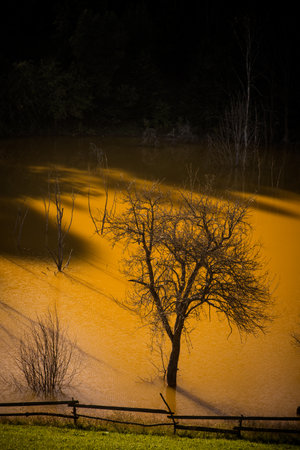 Image of dead vegetation on the lake Geamana, in Romaniaの写真素材