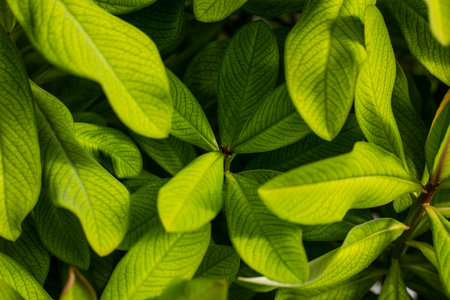 Color image of some green leaves of a plant.の写真素材