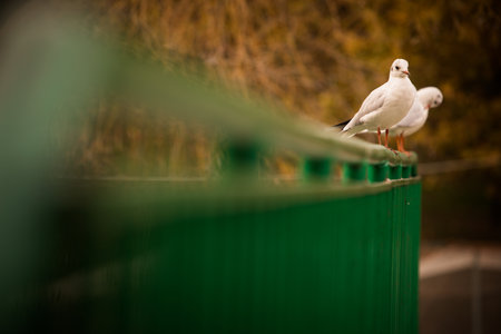 A pair of seagulls resting on an autumn day, in a park.の写真素材