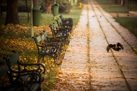 Row of wooden benches in a park, with autumn leaves on the ground, and a flying crow.の写真素材