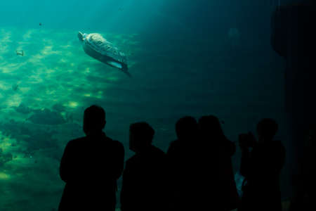 Silhouettes of people watching a tortoise underwater, at an aquarium.の写真素材