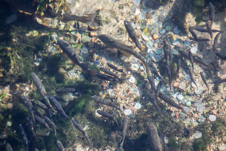 High angle image of many fish in a clear water, with coins on the bottom.