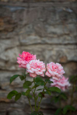 Image of some natural pink roses.の写真素材