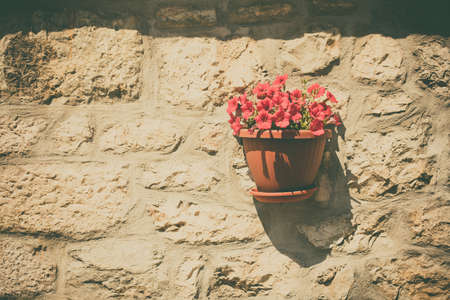 Image of a flower pot on a wall.の写真素材