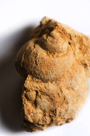 Close up shot of old gastropod fossil.